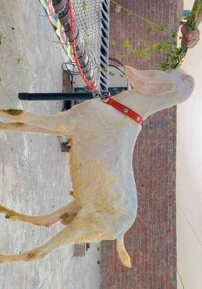 RAJANPURI ABLAK MALE AGE 4 MONTHS