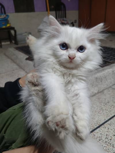 cute baby kittens for sale