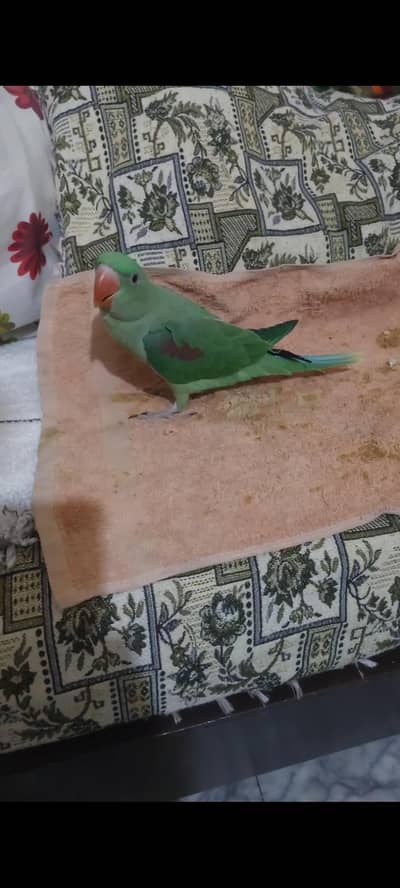 raw parrot hand tame