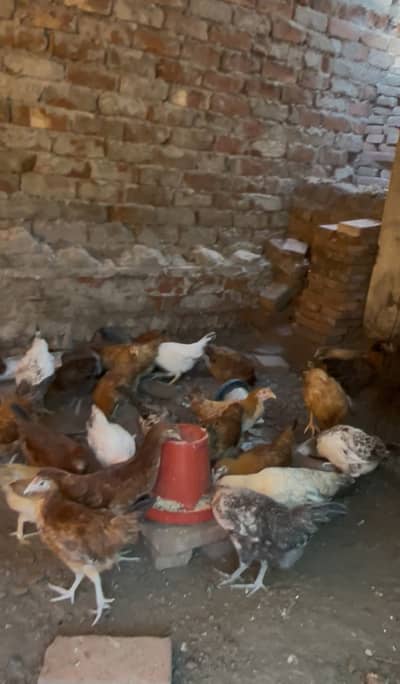 Golden misri 4 Month pathi or 45 old chicks available