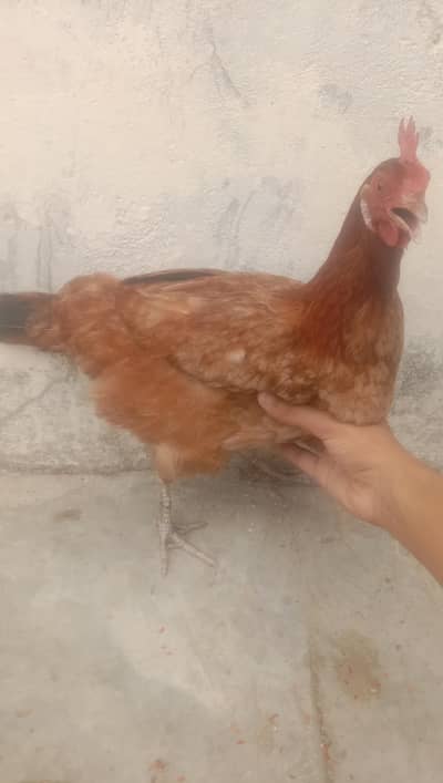 Healthy and Active Desi murgi for sale