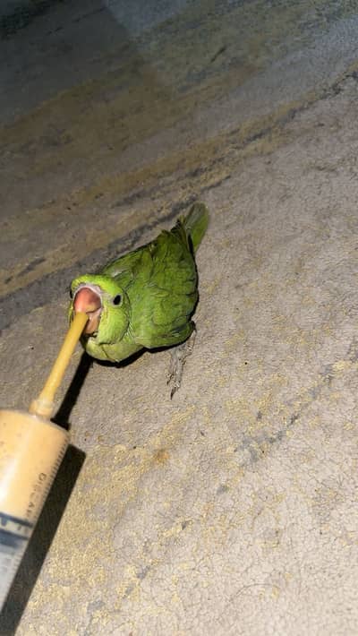 Green parrot chick