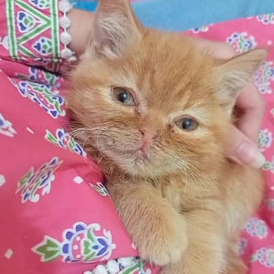 kitten for sale