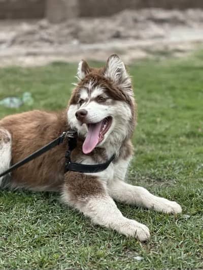vaccinated Siberian husky