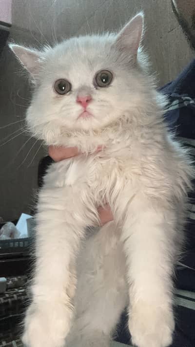 Kitty