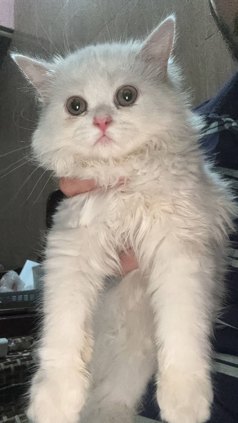 Kitty 0
