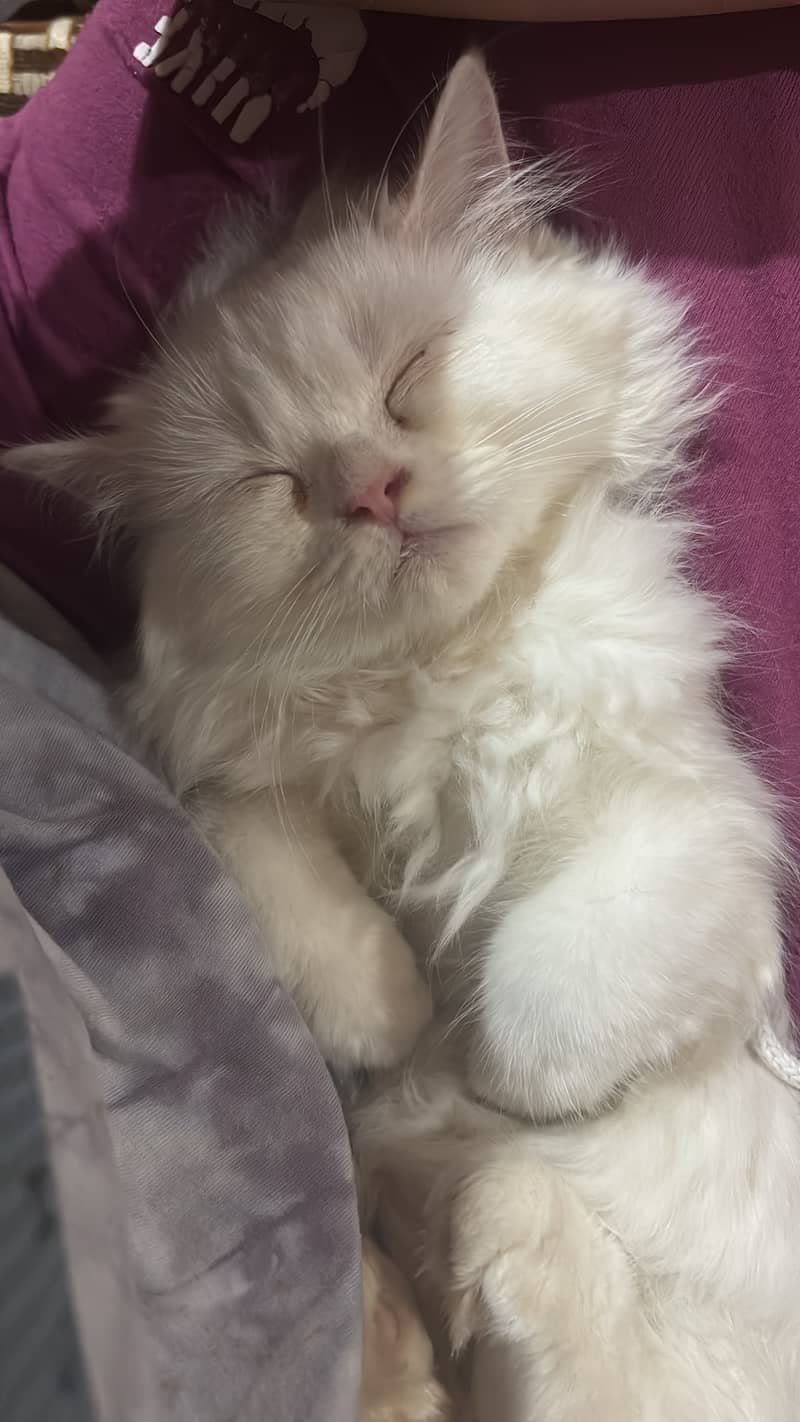 Kitty 1