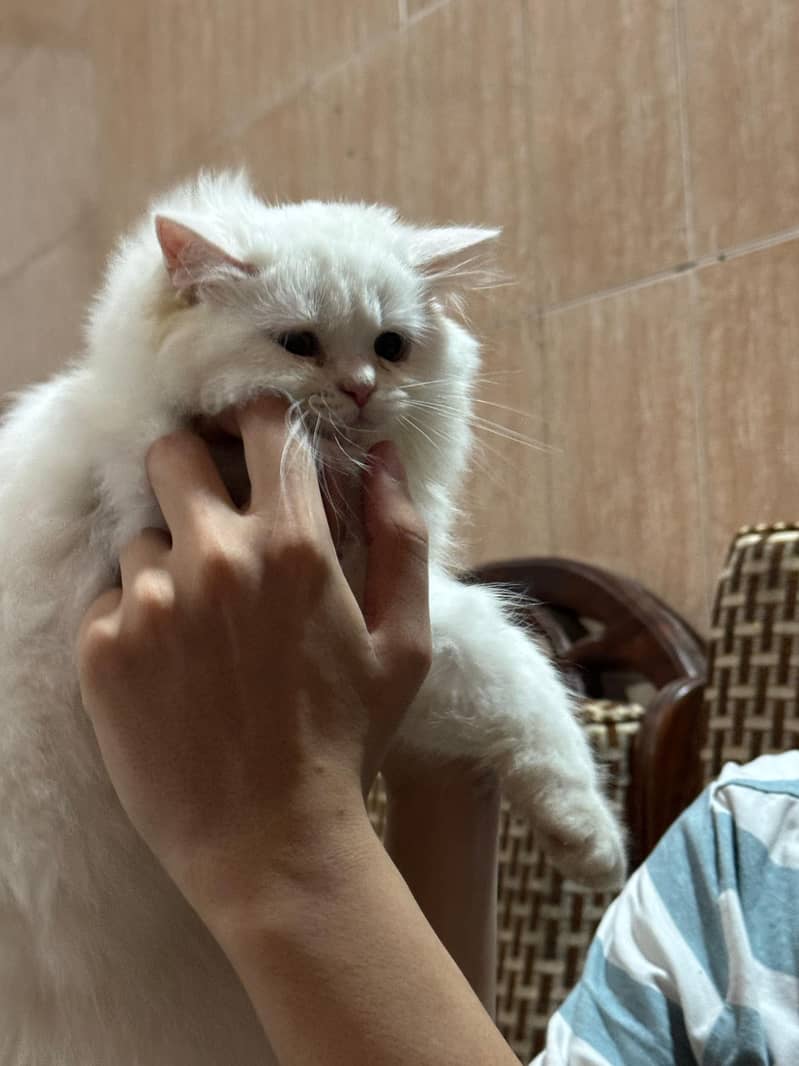 Kitty 2