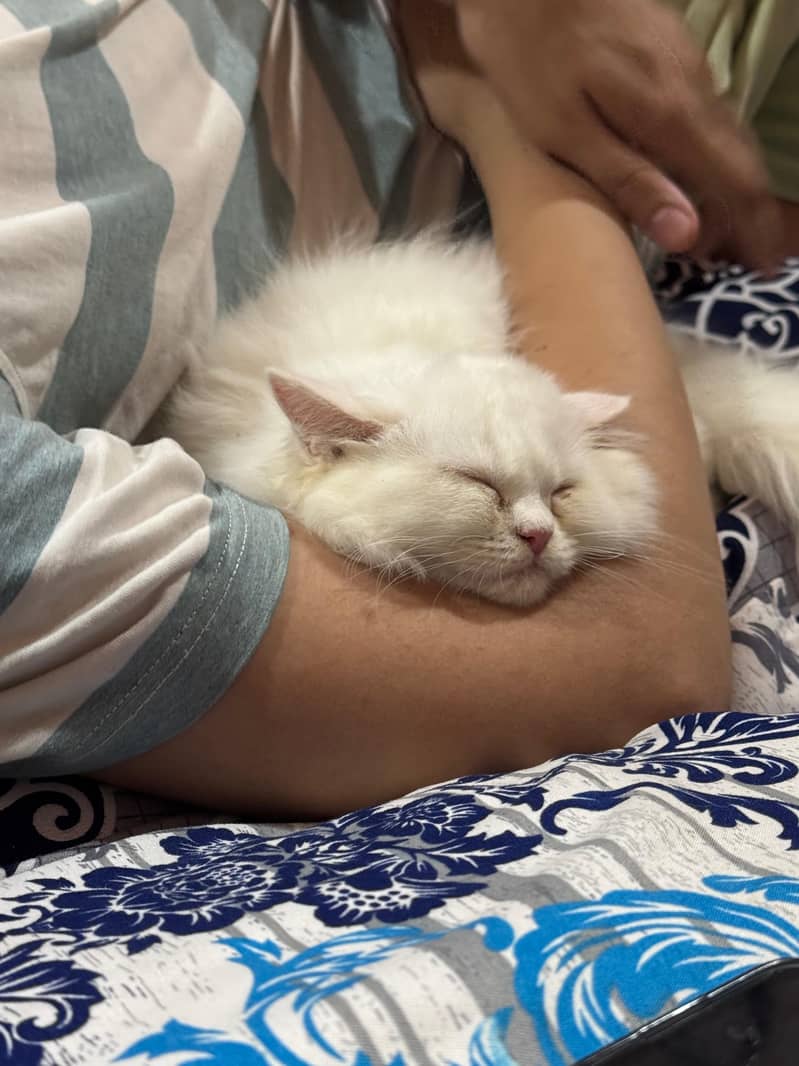 Kitty 3