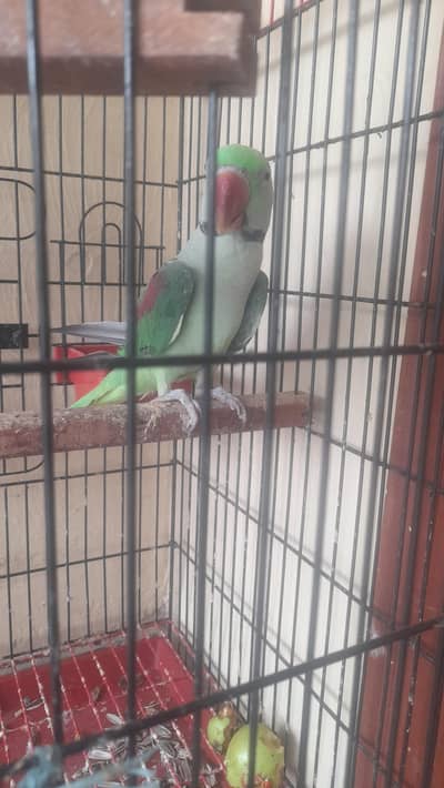 Tamed pair availble