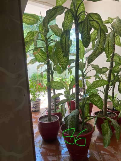 plants banglow style