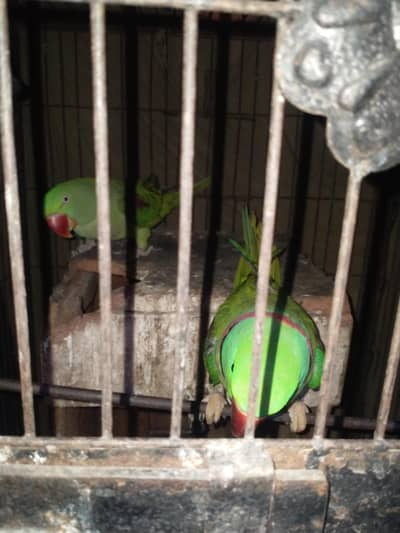 green parrot