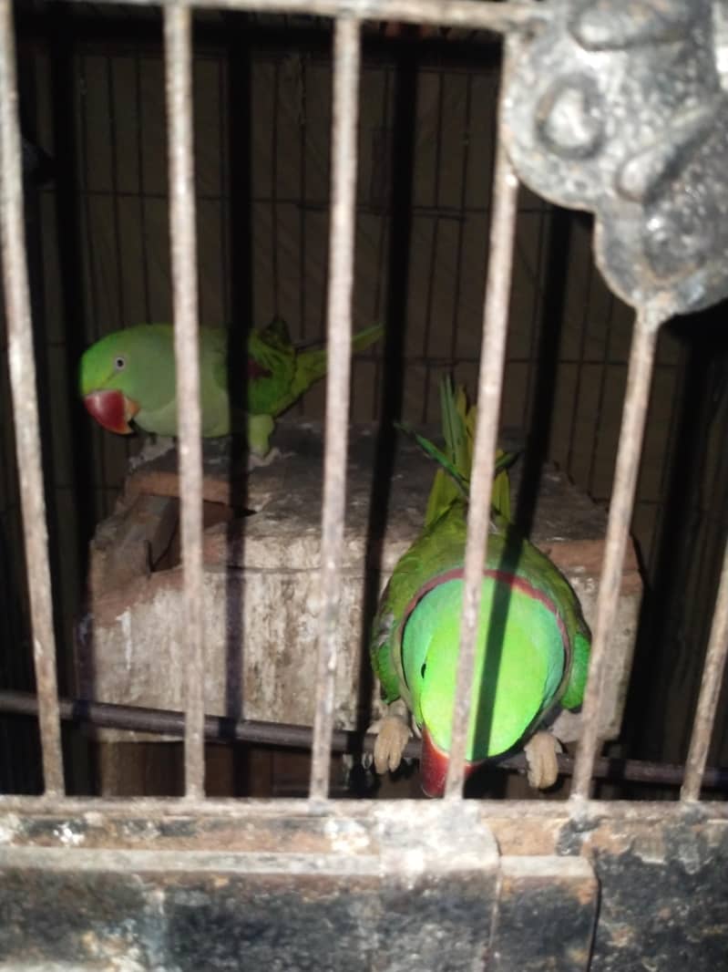 green parrot 0