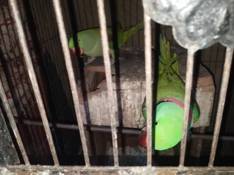 green parrot 3