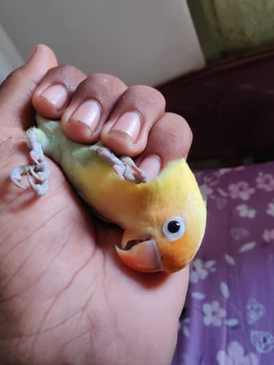 yellow collar lovebird pair