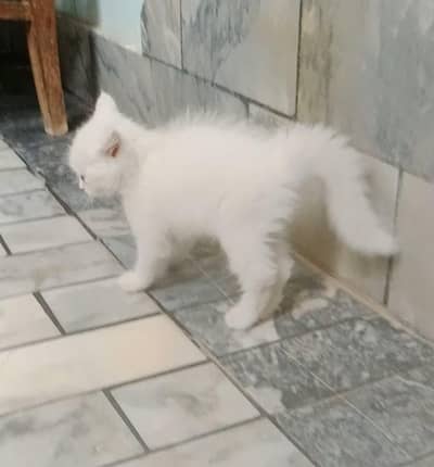 beautiful Persian cats babyies