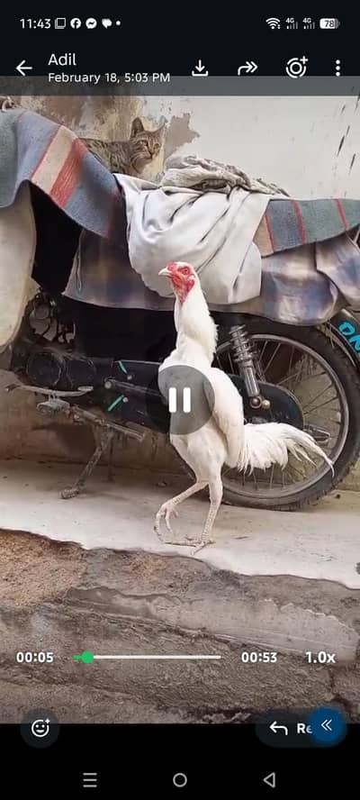 One eye Heera patha
