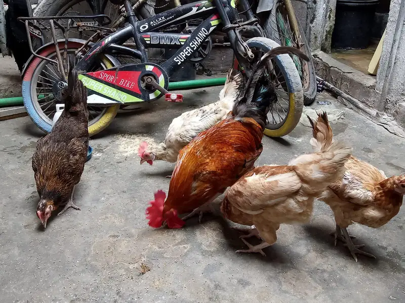 hens for sale