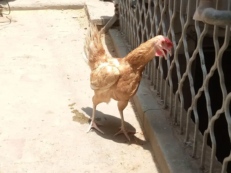 hens for sale — photo 2