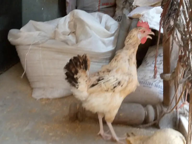 hens for sale — photo 3