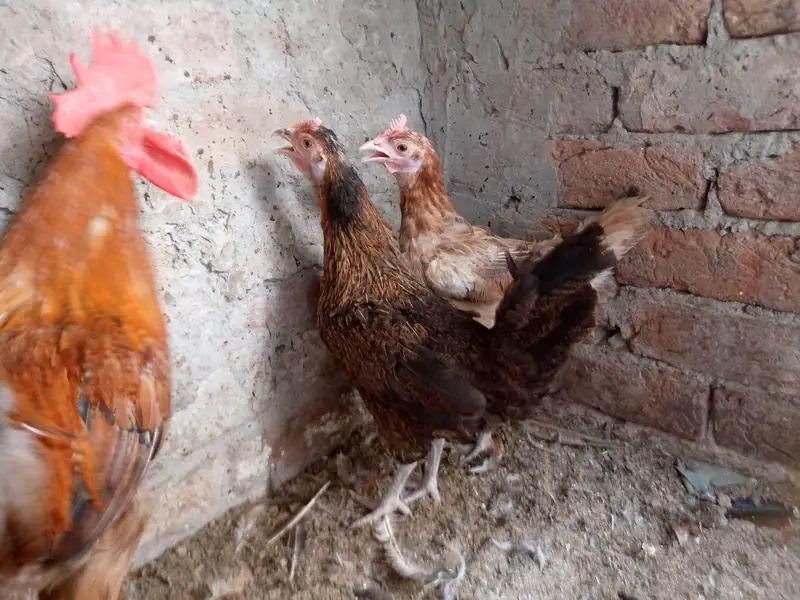 hens for sale — photo 4