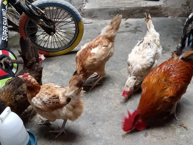 hens for sale — photo 5