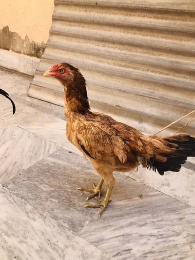 Aseel female
