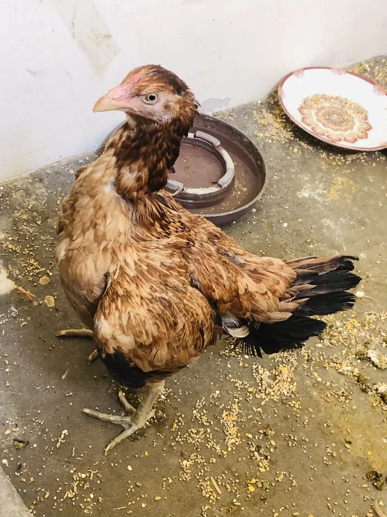 Aseel female — photo 3