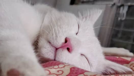 Persian Kitten available for adoption