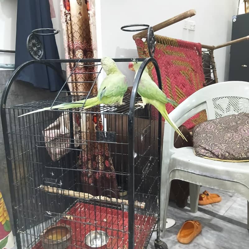 parrot 0