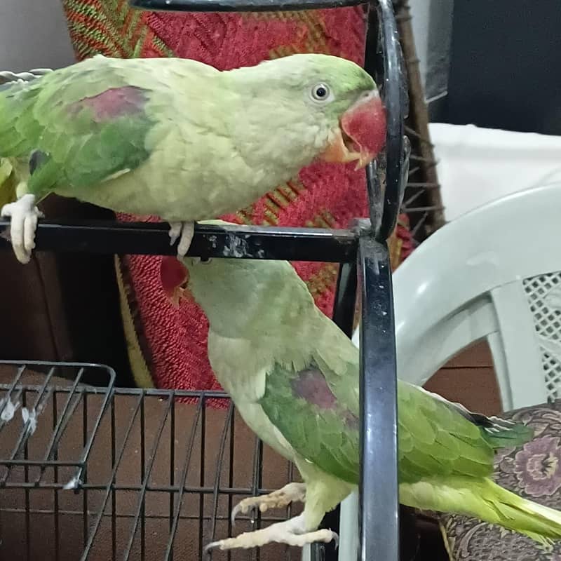 parrot 1