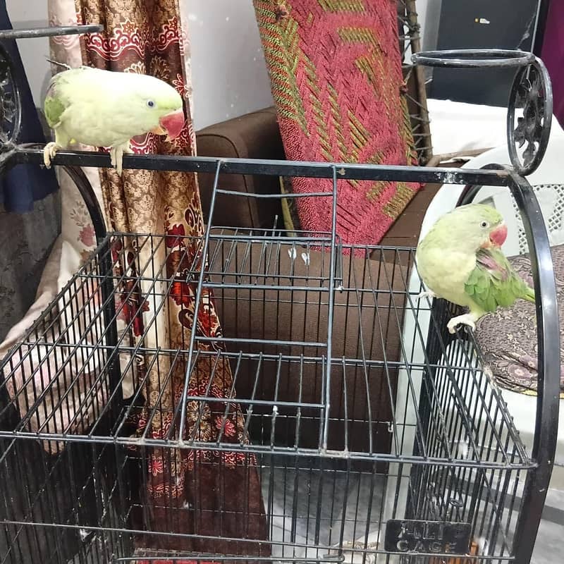 parrot 2