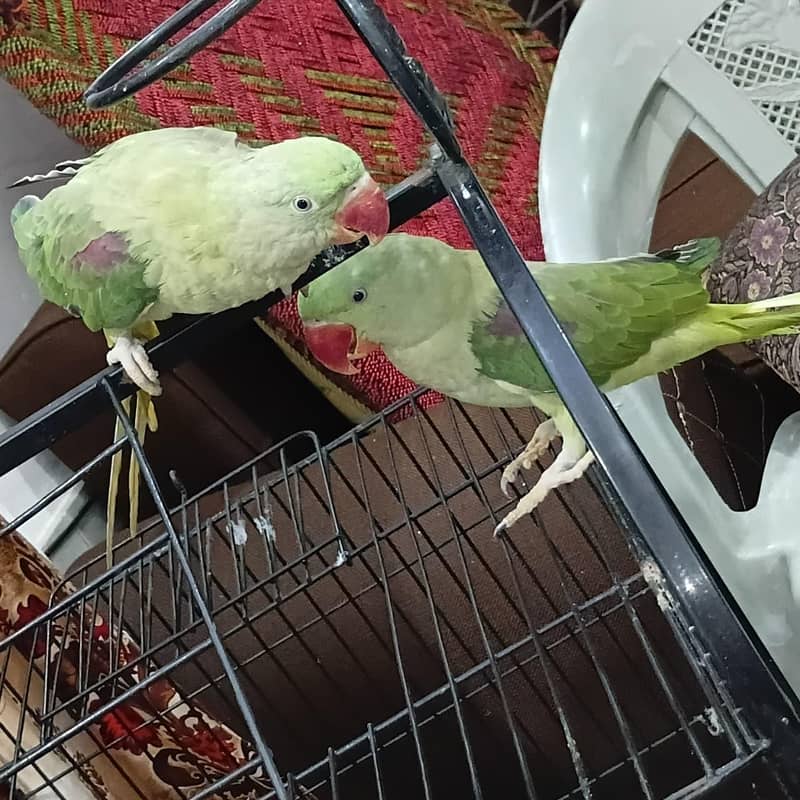 parrot 3