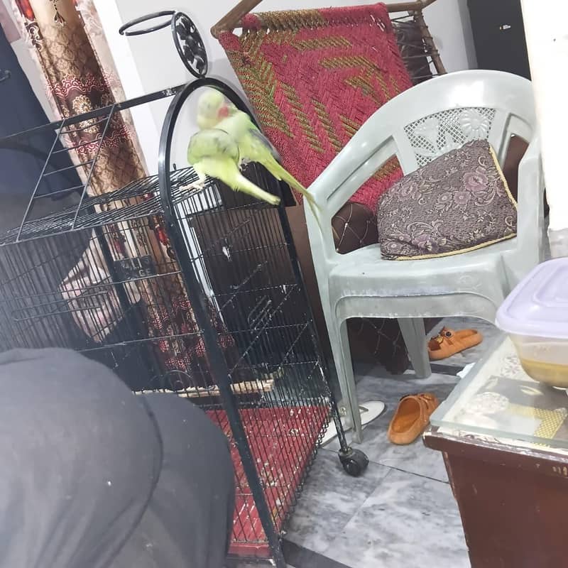 parrot 4