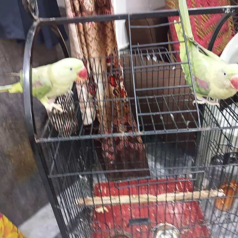 parrot 5