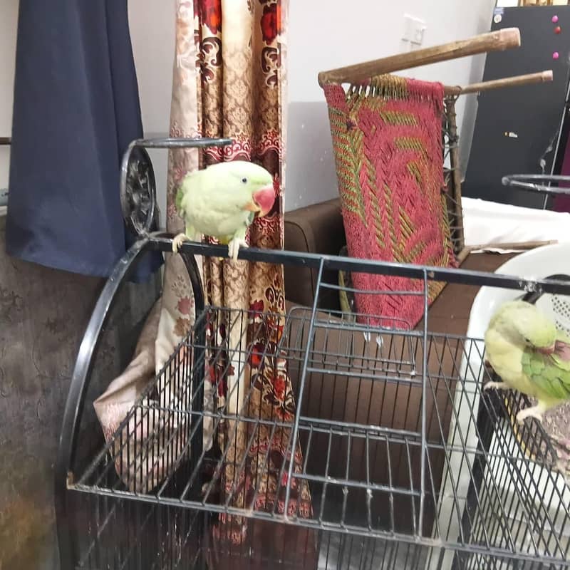 parrot 6