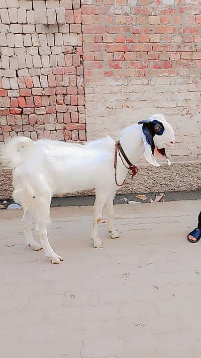 Sindhi