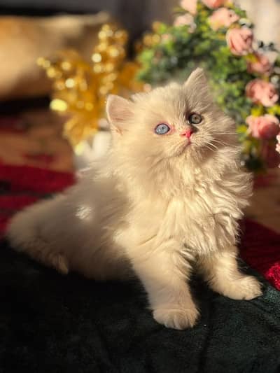 Pusrain kitten | Cat | kittens