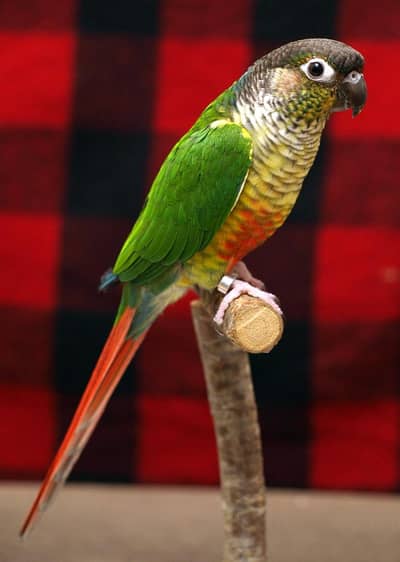 Green cheeked conure Breeder Male for sell.