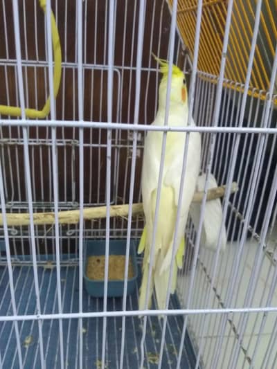 urgent sale