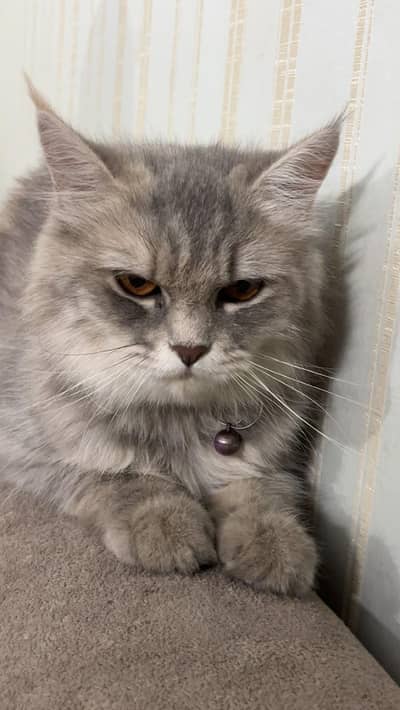 female cat on heat