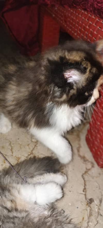PERSIAN CAT BROWN AND BLACK