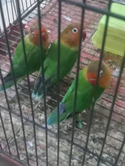 male and female available.