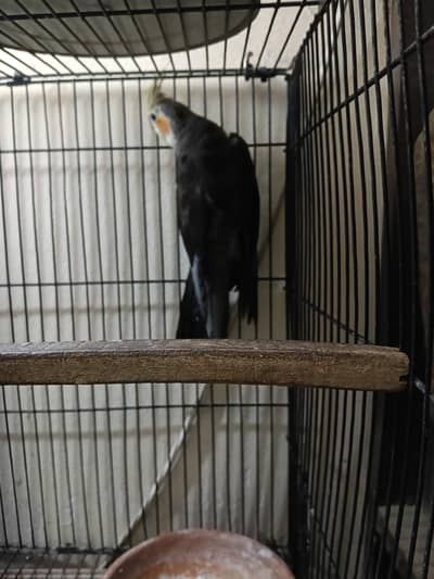 cocktail parrot