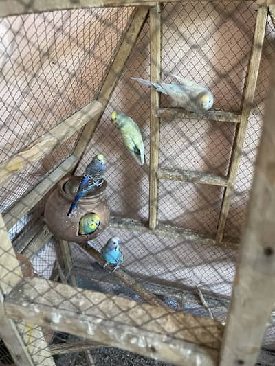 Autralian totaa parrot