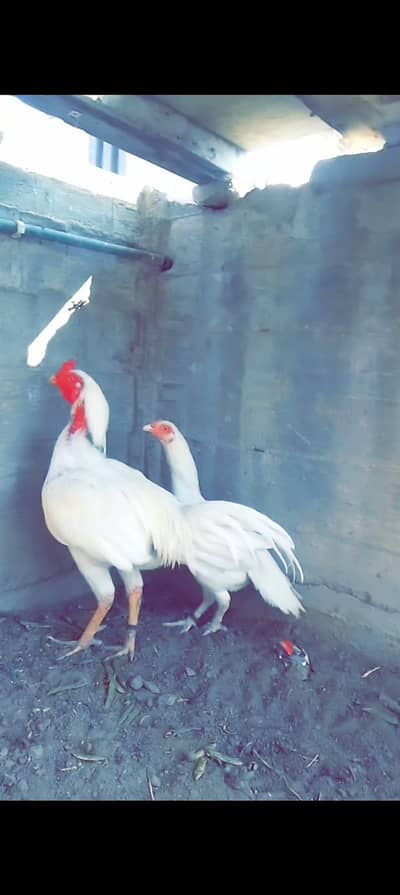 ASEEL HEERA pair