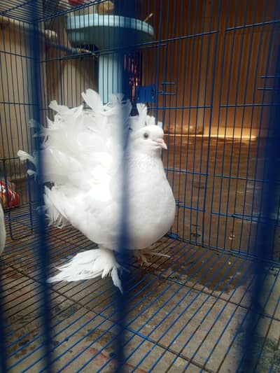 pure white singapori fantail