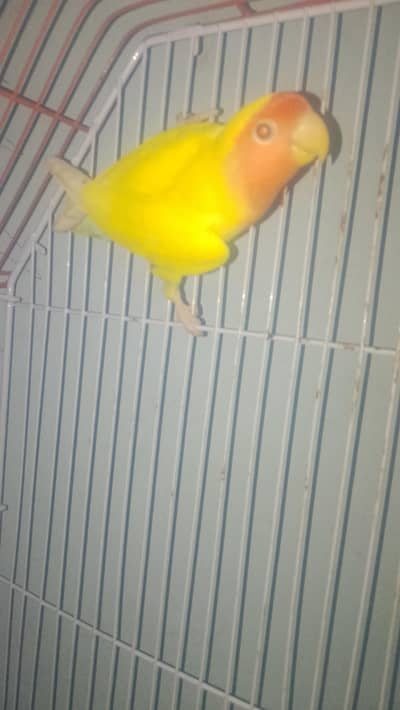 lotino pair