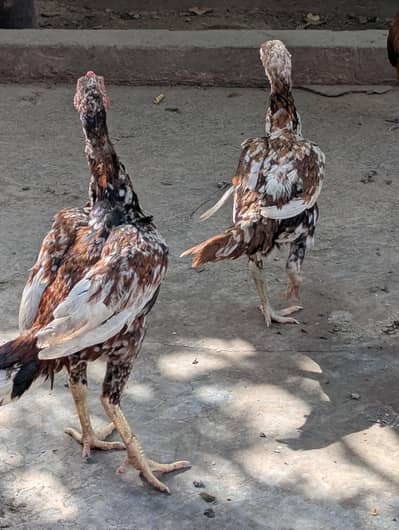 Sindhi Aseel Pair Egg laying pure white eyes