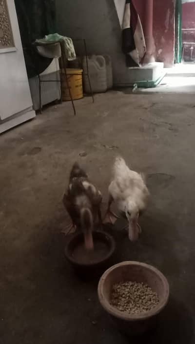baby ducks for sell